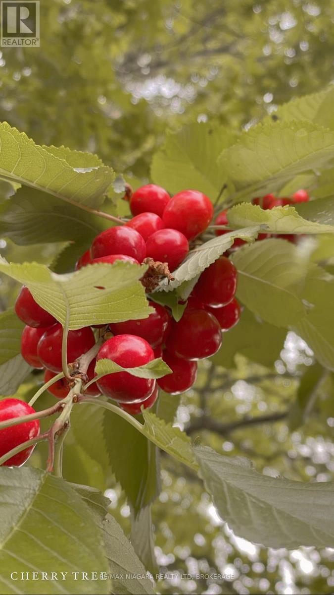 106 Colborne Street, Welland (Broadway), Ontario  L3B 3P1 - Photo 41 - X13023560