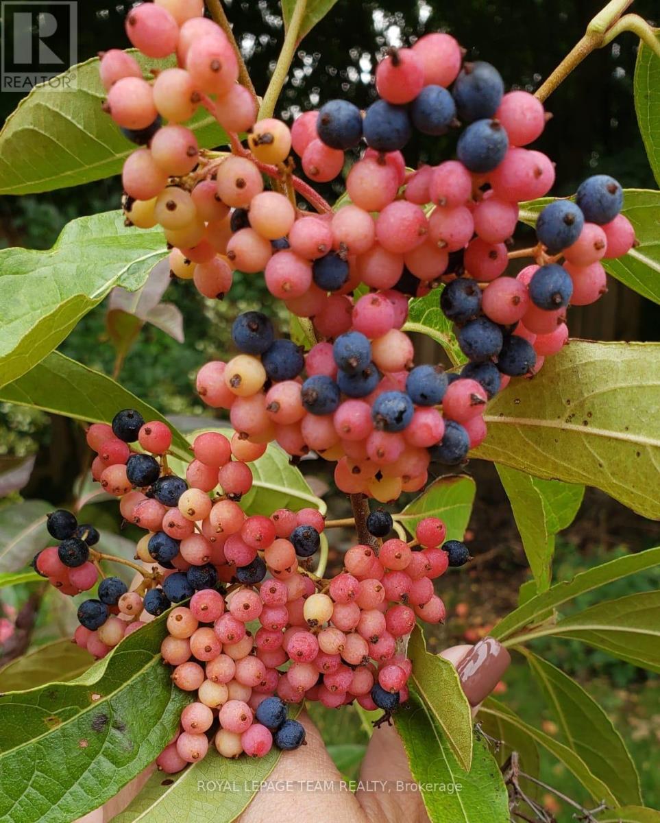 128 Welborne Avenue, Kingston, Ontario  K7M 4E9 - Photo 42 - X13023668