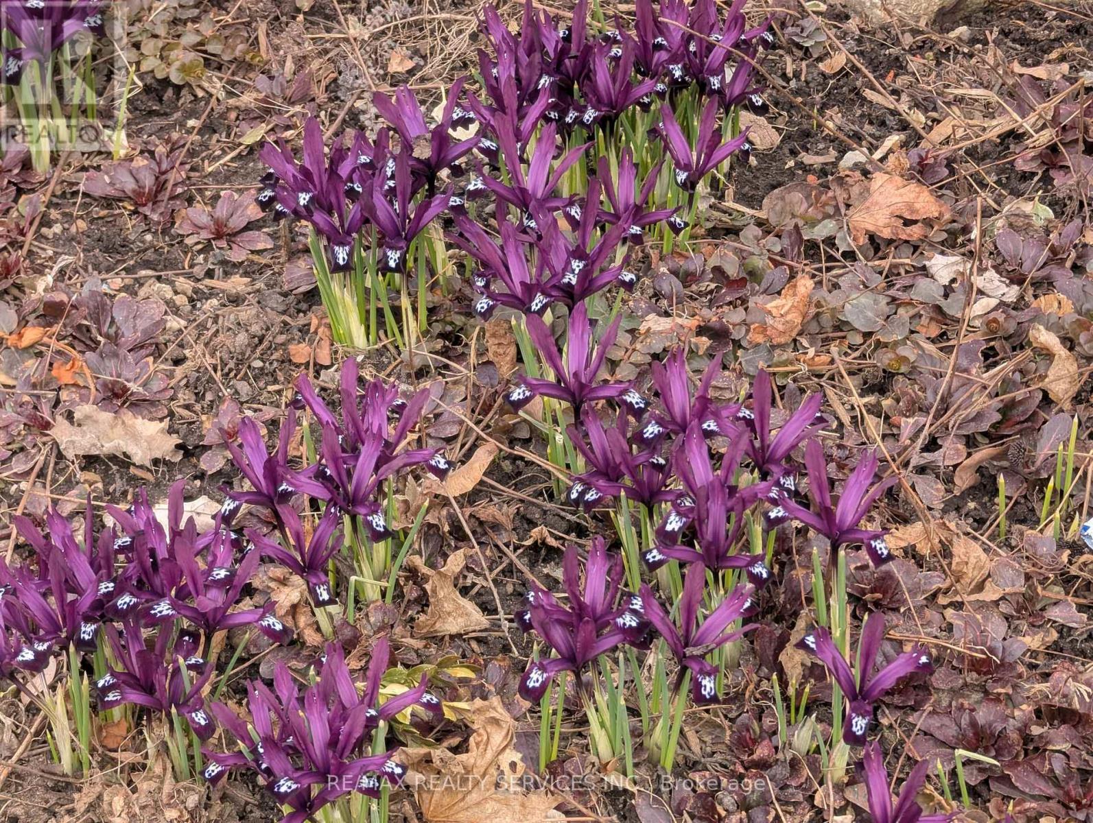 7 Hamlet Court, Brampton, Ontario  L6S 1X5 - Photo 49 - W13023638