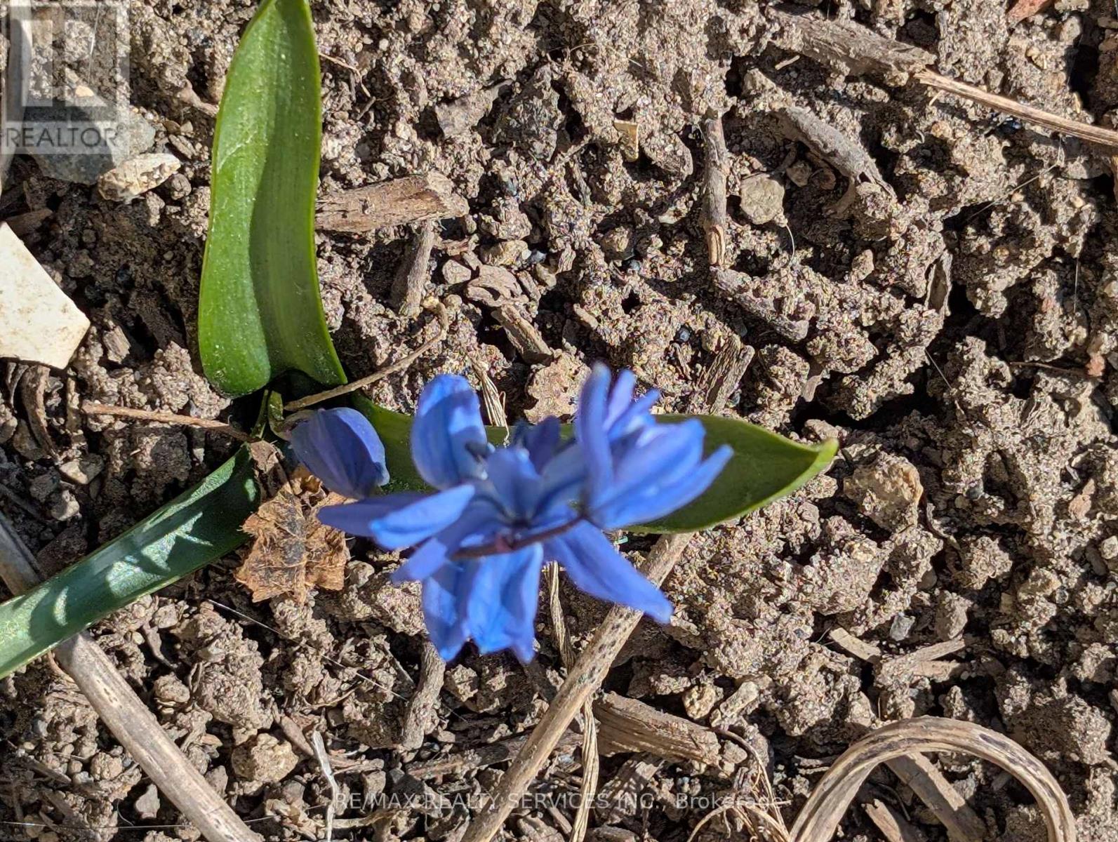 7 Hamlet Court, Brampton, Ontario  L6S 1X5 - Photo 50 - W13023638