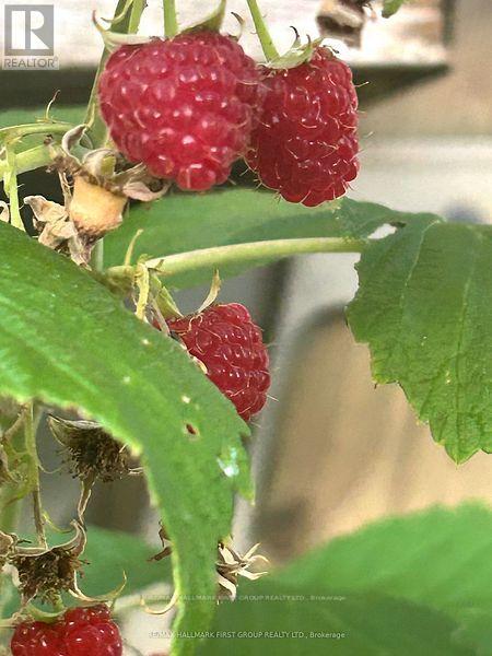 62 Dorothy Street, St. Catharines (Lakeport), Ontario  L2N 4A6 - Photo 33 - X13024160