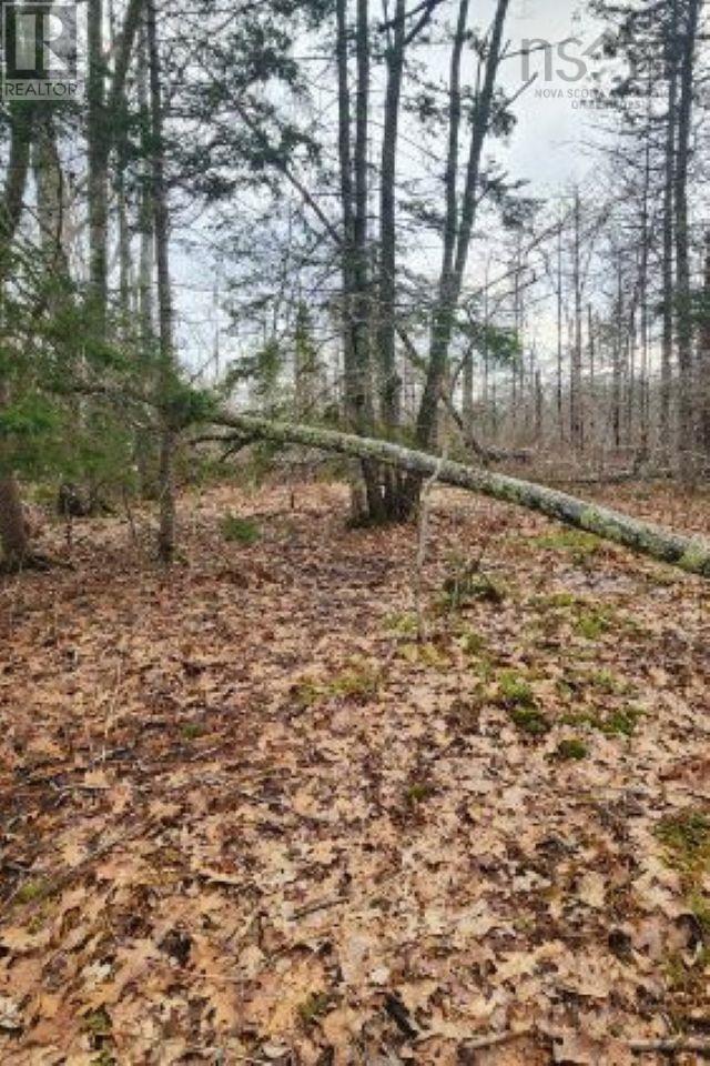 8 Acres Cedar Road, Church Hill, Maitland, Nova Scotia  B0N 1T0 - Photo 8 - 202602135