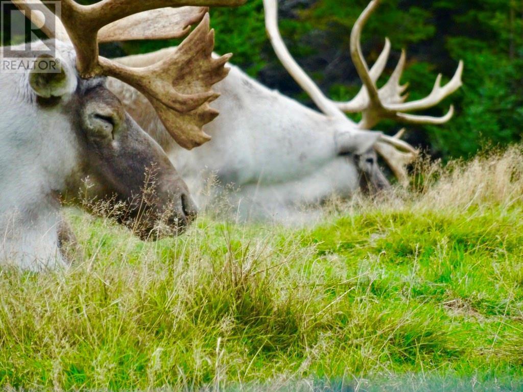 1 Church Road, Trepassey, Newfoundland & Labrador  A0A 4B0 - Photo 50 - 1295911