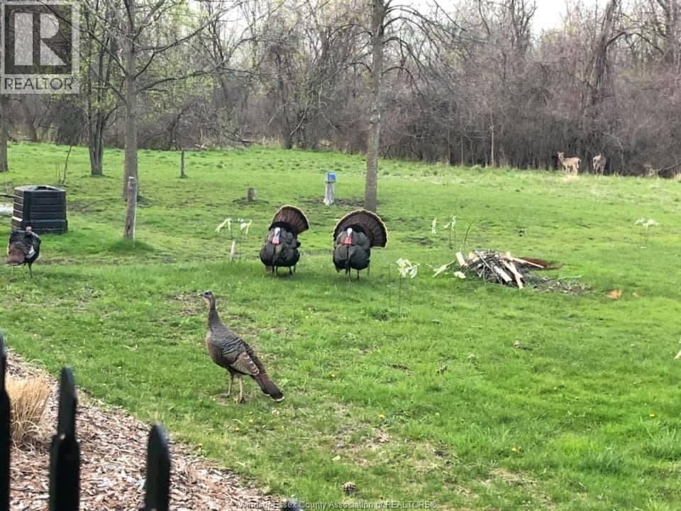 1960 Randolph, Windsor, Ontario  N9B 2W5 - Photo 49 - 26008774