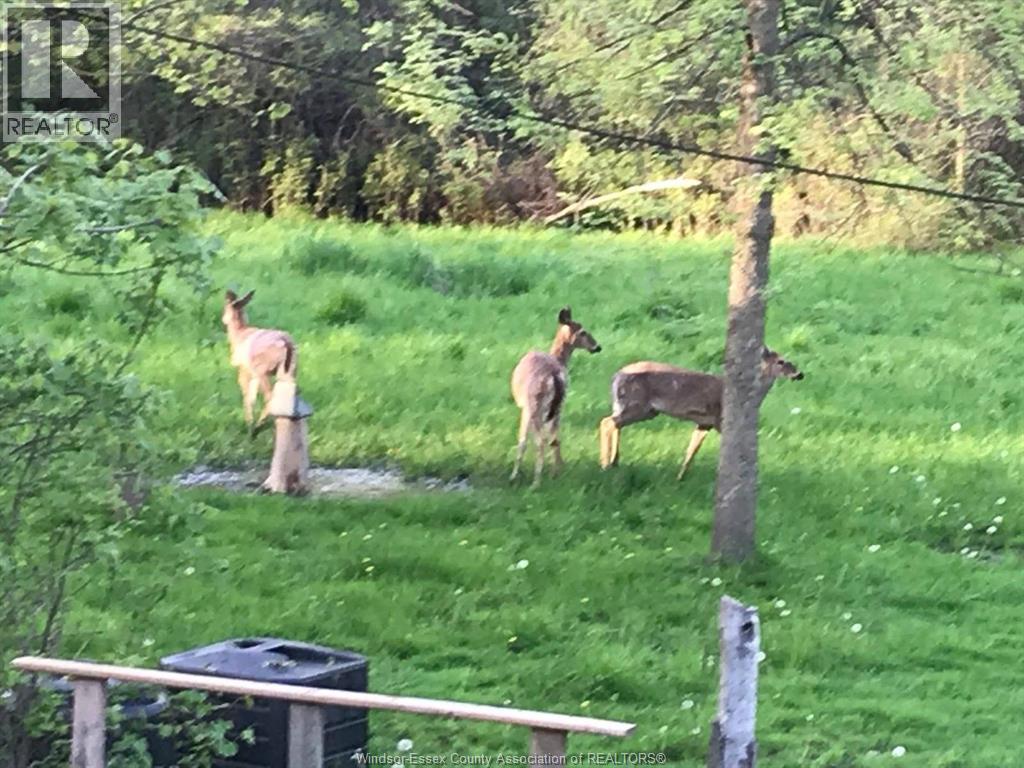 1960 Randolph, Windsor, Ontario  N9B 2W5 - Photo 50 - 26008774