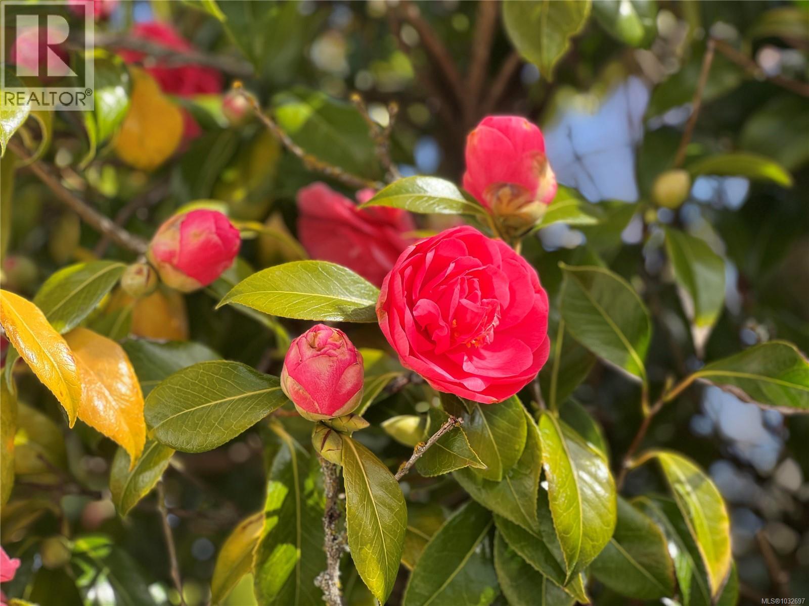 4031 Quadra St, Saanich, British Columbia  V8X 1K1 - Photo 41 - 1032697