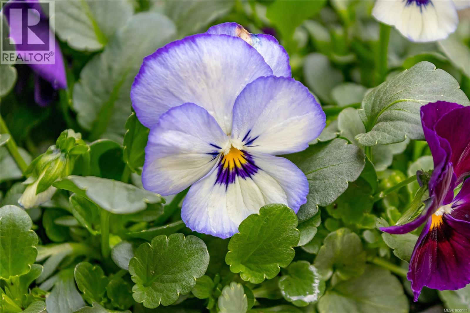 8 495 First Ave W, Qualicum Beach, British Columbia  V9K 1P1 - Photo 36 - 1029111