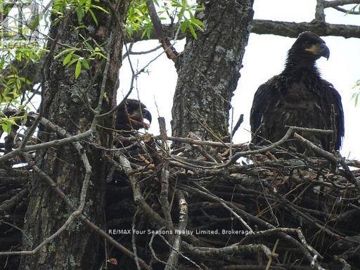 22 - 59 King Street E, Blue Mountains, Ontario  N0H 2P0 - Photo 45 - X13030566