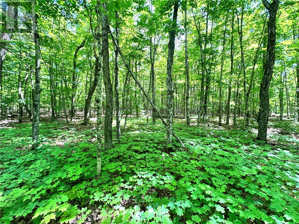 1580 Perivale, Mindemoya, Ontario  P0P 2B0 - Photo 30 - 2127268