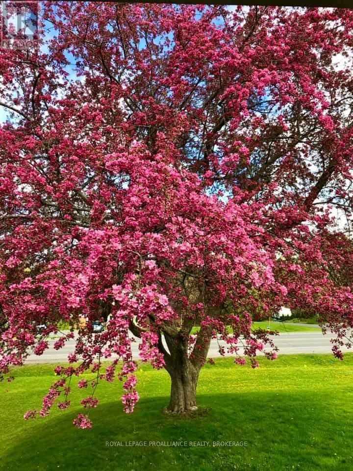 56 River Road, Greater Napanee, Ontario  K7R 3H4 - Photo 35 - X13031316