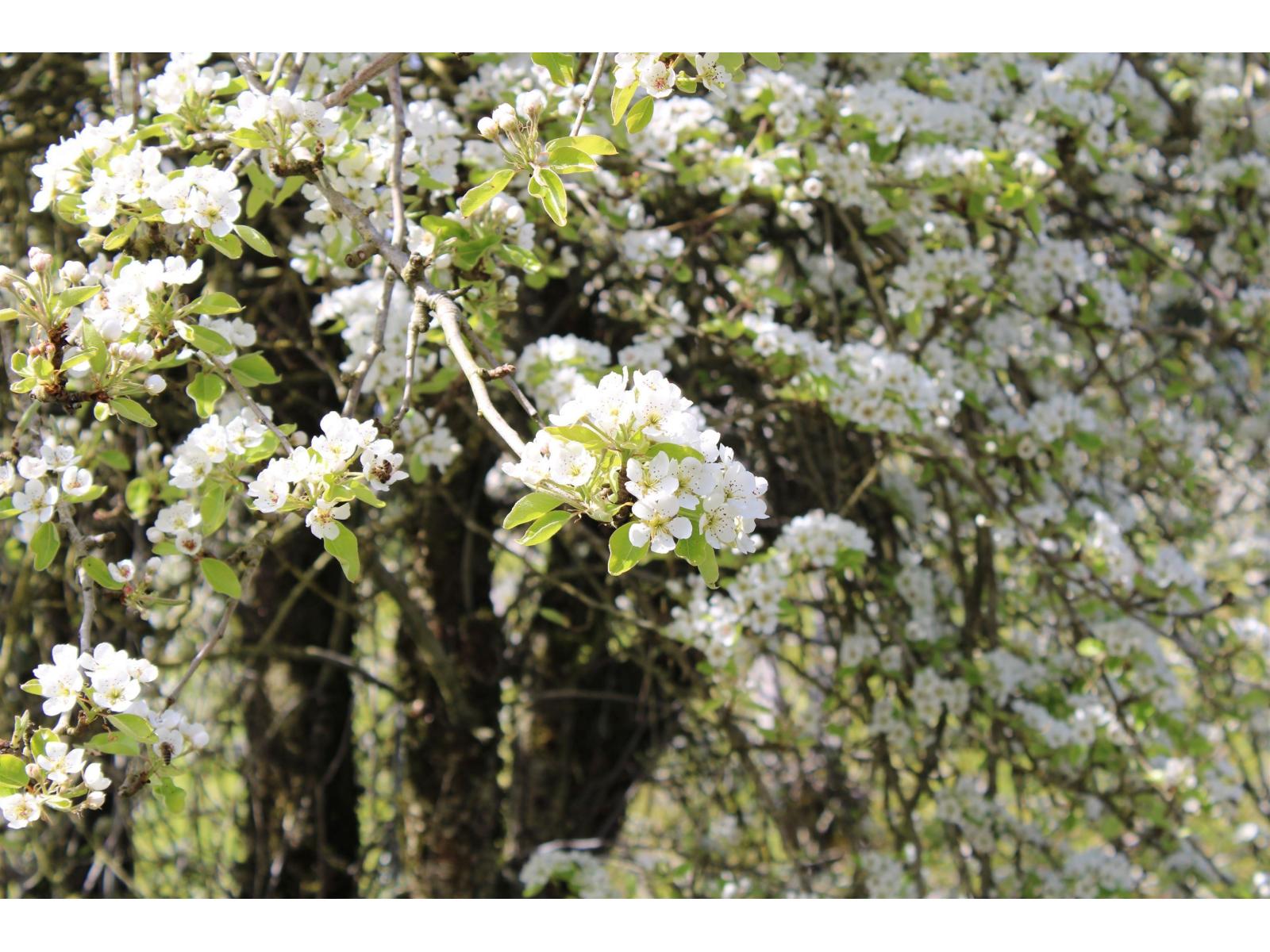 28927 Buchanan Avenue, Abbotsford, British Columbia  V4X 2C8 - Photo 29 - R3114021