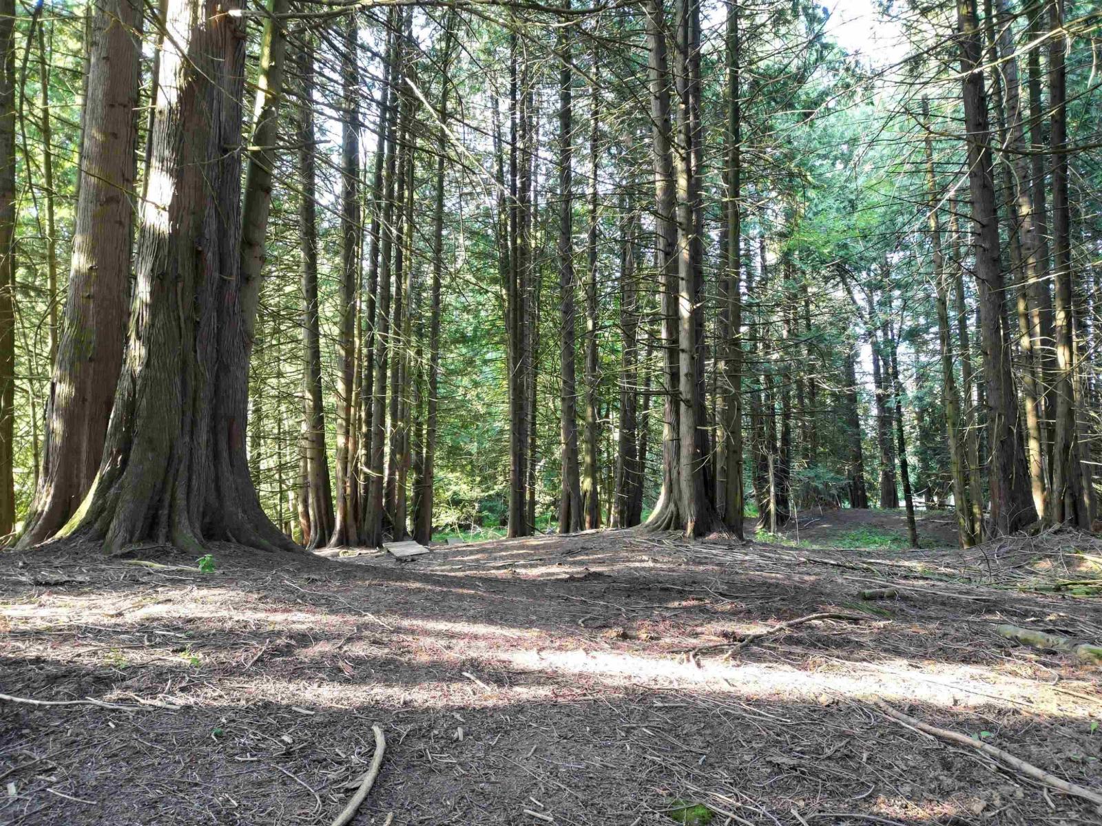 28927 Buchanan Avenue, Abbotsford, British Columbia  V4X 2C8 - Photo 15 - R3114021