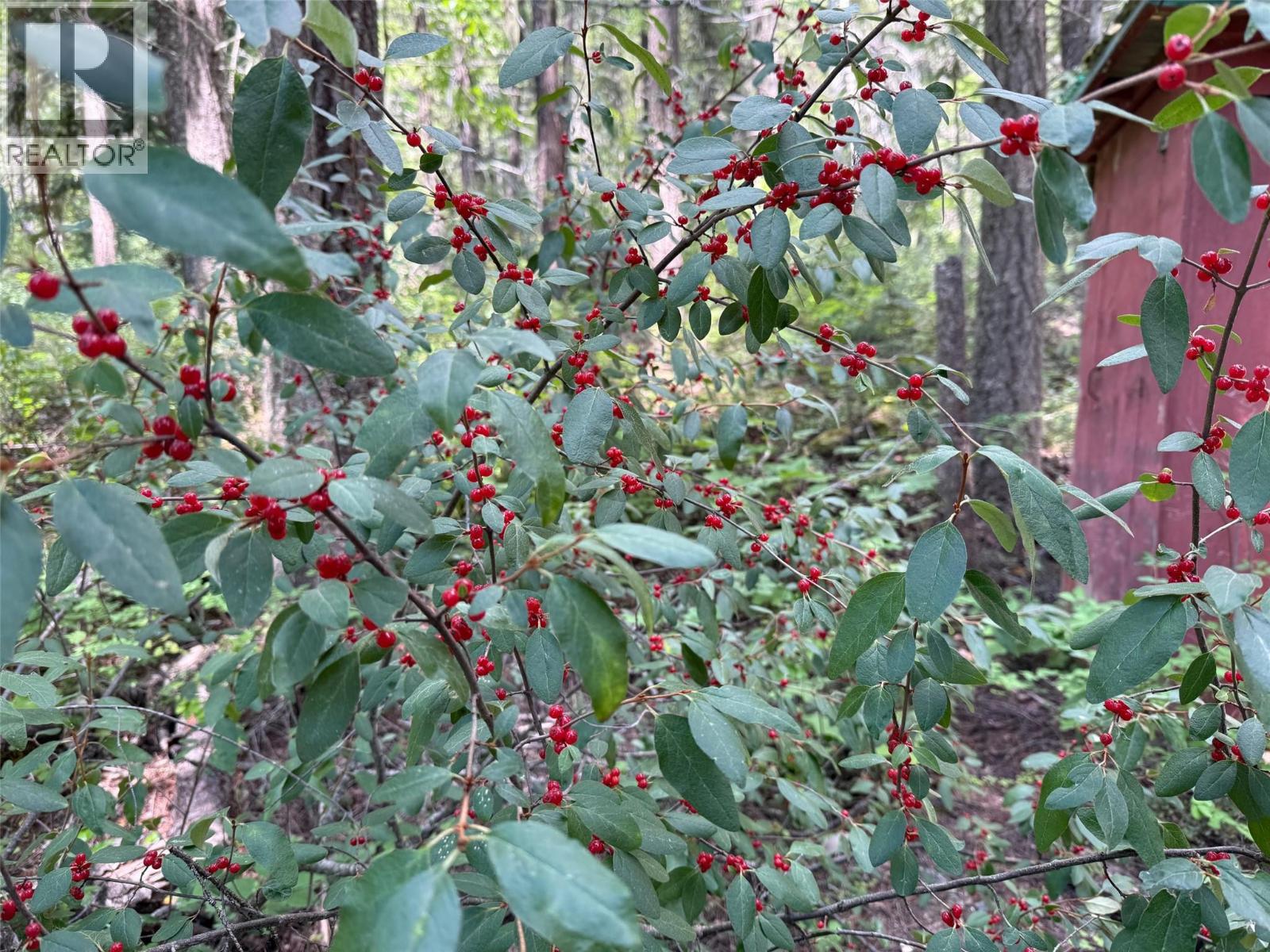 4069 East Barriere Lake Road, Barriere, British Columbia  V0E 1E0 - Photo 9 - 10384530
