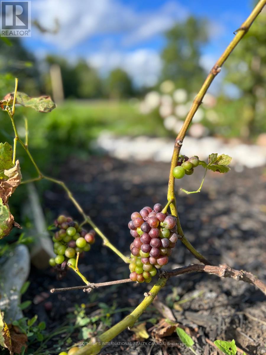 3050 County Road 7, Prince Edward County, Ontario  K0K 2T0 - Photo 37 - X13033010