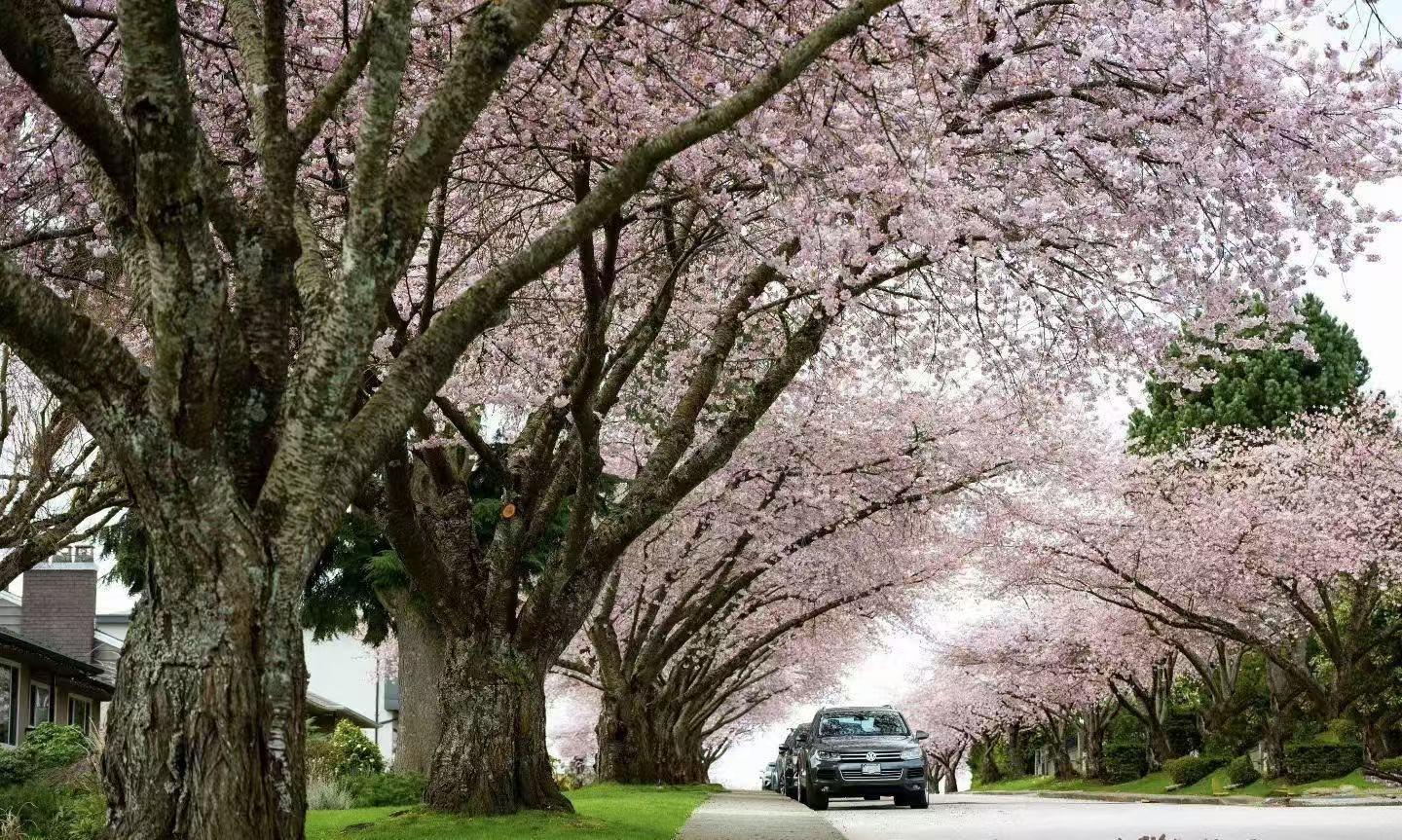 10123 158a Street, Surrey, British Columbia  V4N 2P8 - Photo 38 - R3090878