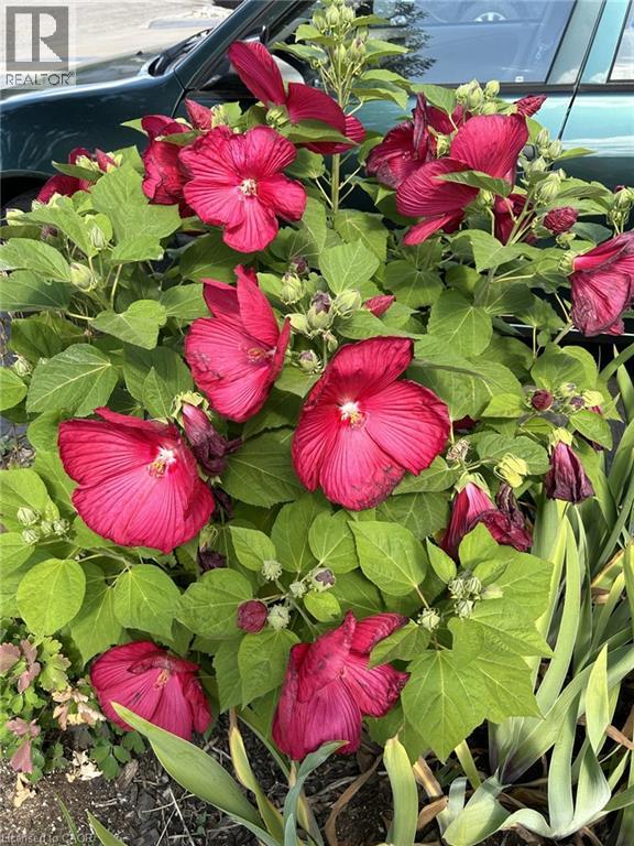 126 Snowdrop Crescent, Kitchener, Ontario  N2E 4G7 - Photo 38 - 40823539