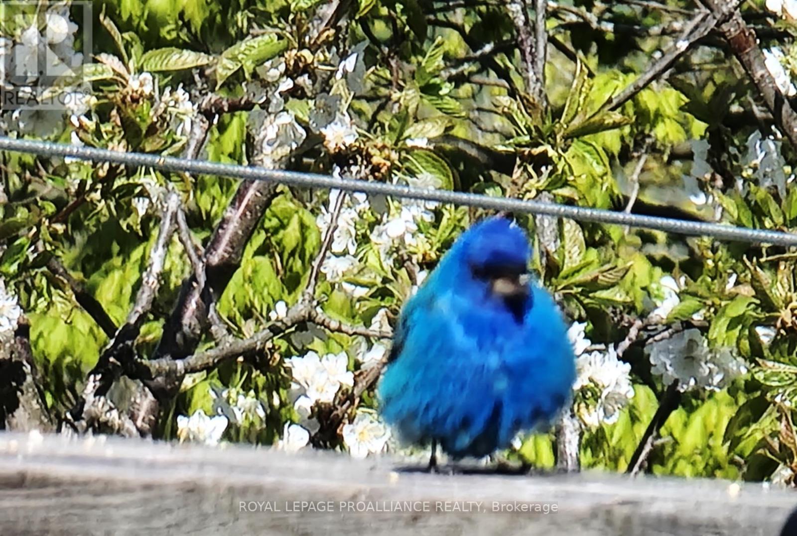 849 Bland Line, Cavan Monaghan, Ontario  L0A 1C0 - Photo 11 - X13033012