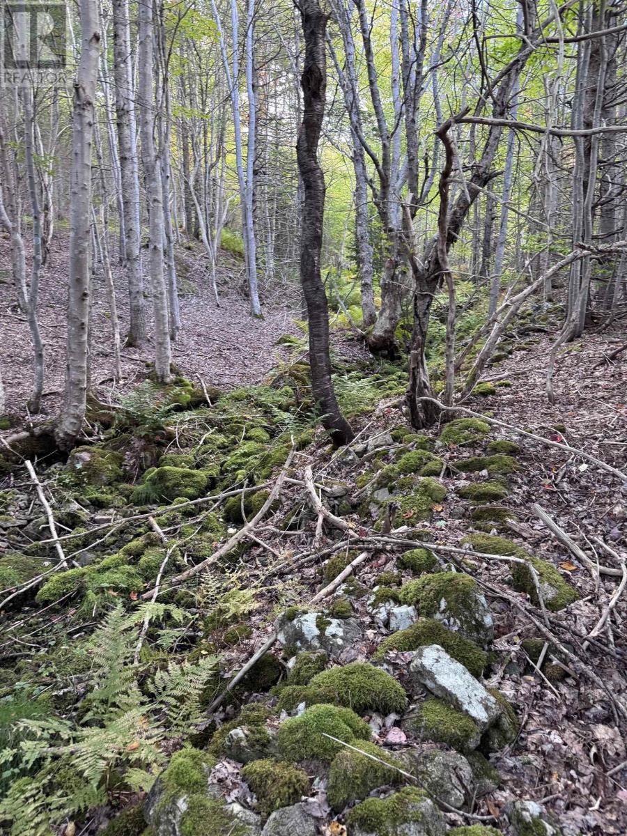 101 Ferguson Road, Kewstoke, Nova Scotia  B0E 3M0 - Photo 24 - 202607771