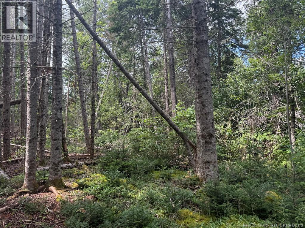 Lot Des Gallant, Saint-Ignace, New Brunswick  E4X 2E3 - Photo 10 - NB134787
