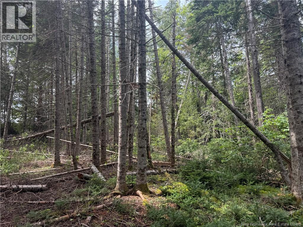 Lot Des Gallant, Saint-Ignace, New Brunswick  E4X 2E3 - Photo 11 - NB134787