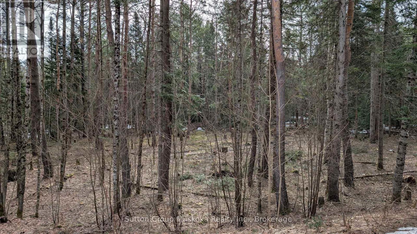 Lot 1 Red Pine Trail, Bracebridge, Ontario  P0B 1L0 - Photo 4 - X12943530