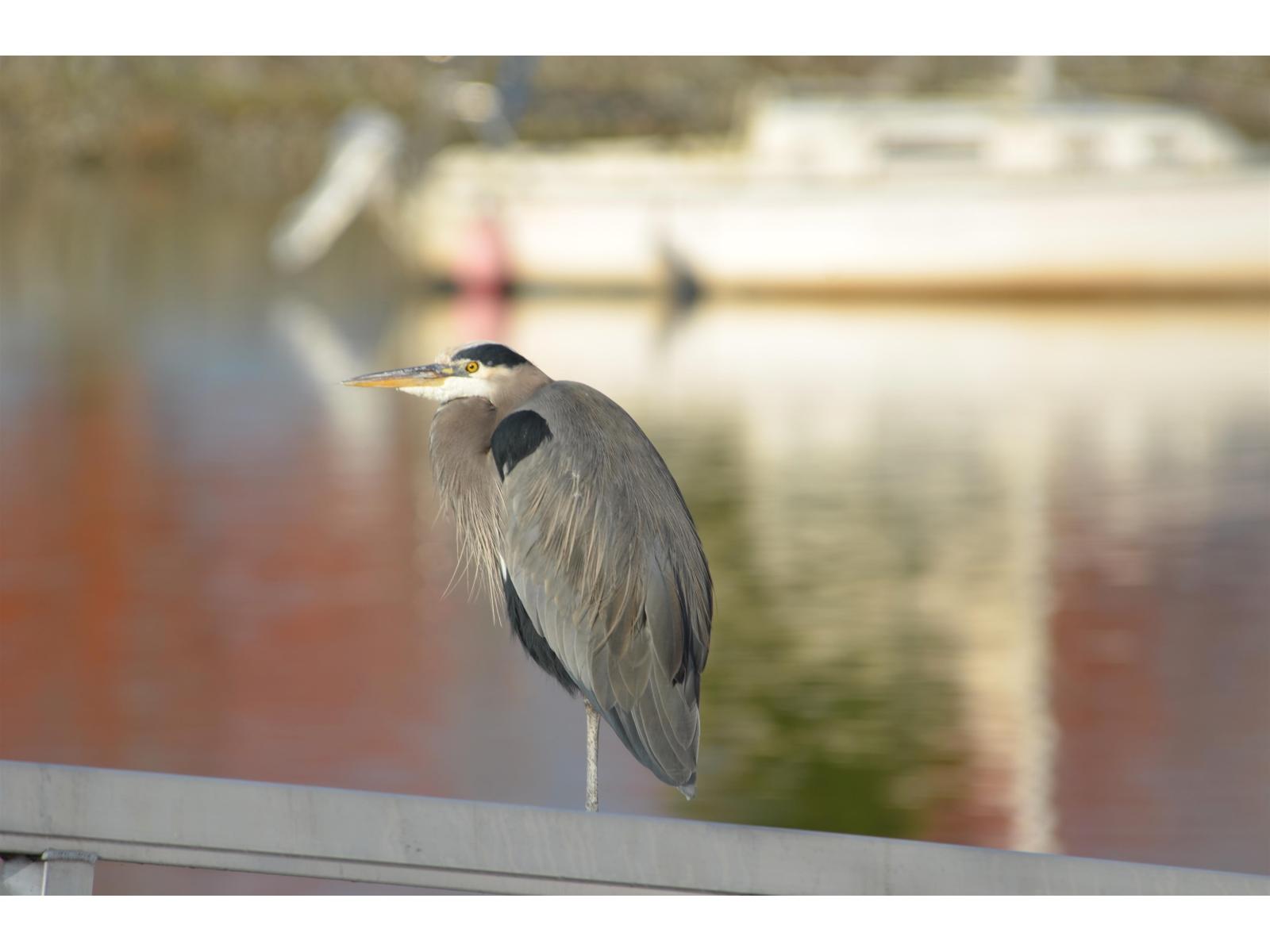 14208 36a Avenue, Surrey, British Columbia  V4P 0C2 - Photo 32 - R3115175