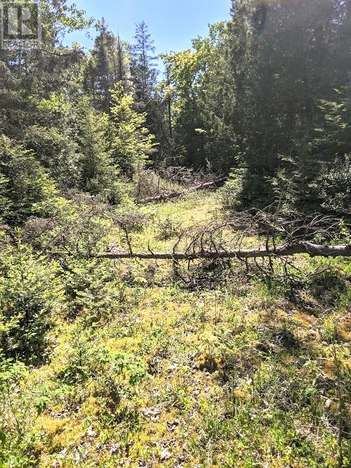 Pl9c15 Assiginack, South Bay Mouth, Ontario  P0P 1Z0 - Photo 16 - 2127295