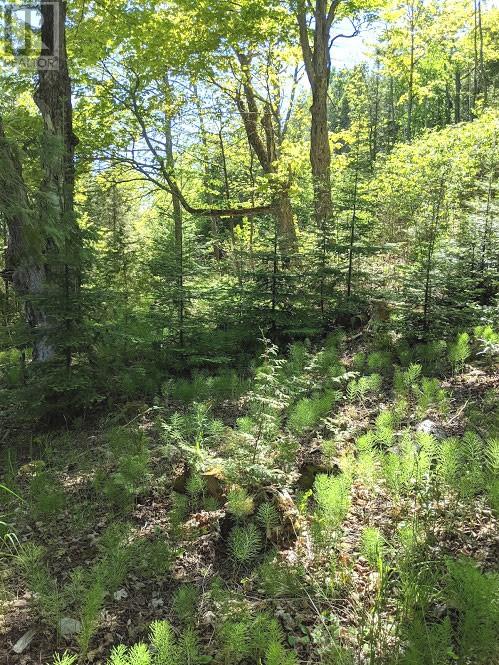 Pl9c15 Assiginack, South Bay Mouth, Ontario  P0P 1Z0 - Photo 28 - 2127295