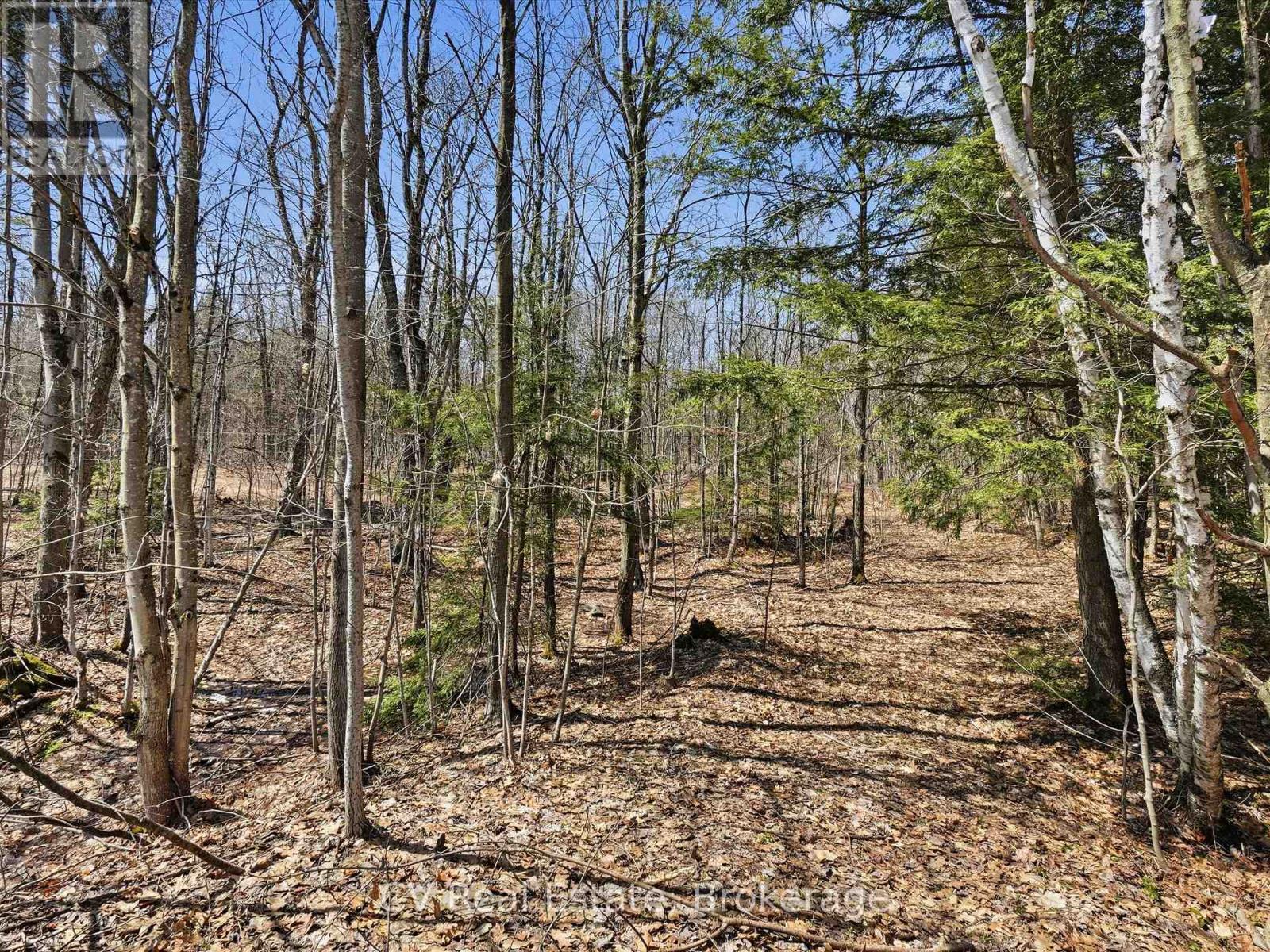 1670 Muskoka Rd 38, Muskoka Lakes, Ontario  P0C 1A0 - Photo 6 - X13037842