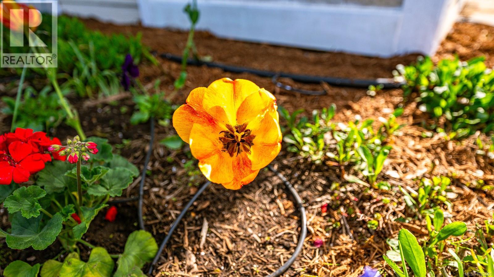 787 Stewart Ave, Courtenay, British Columbia  V9N 3H3 - Photo 62 - 1032665