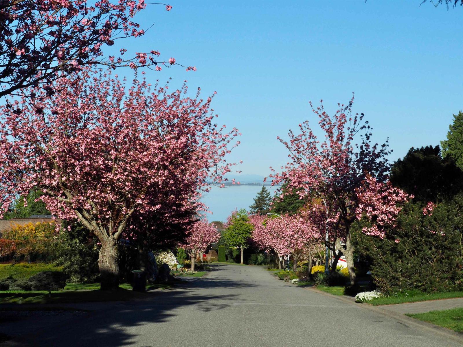 12708 17a Avenue, Surrey, British Columbia  V4A 9C6 - Photo 40 - R3106998