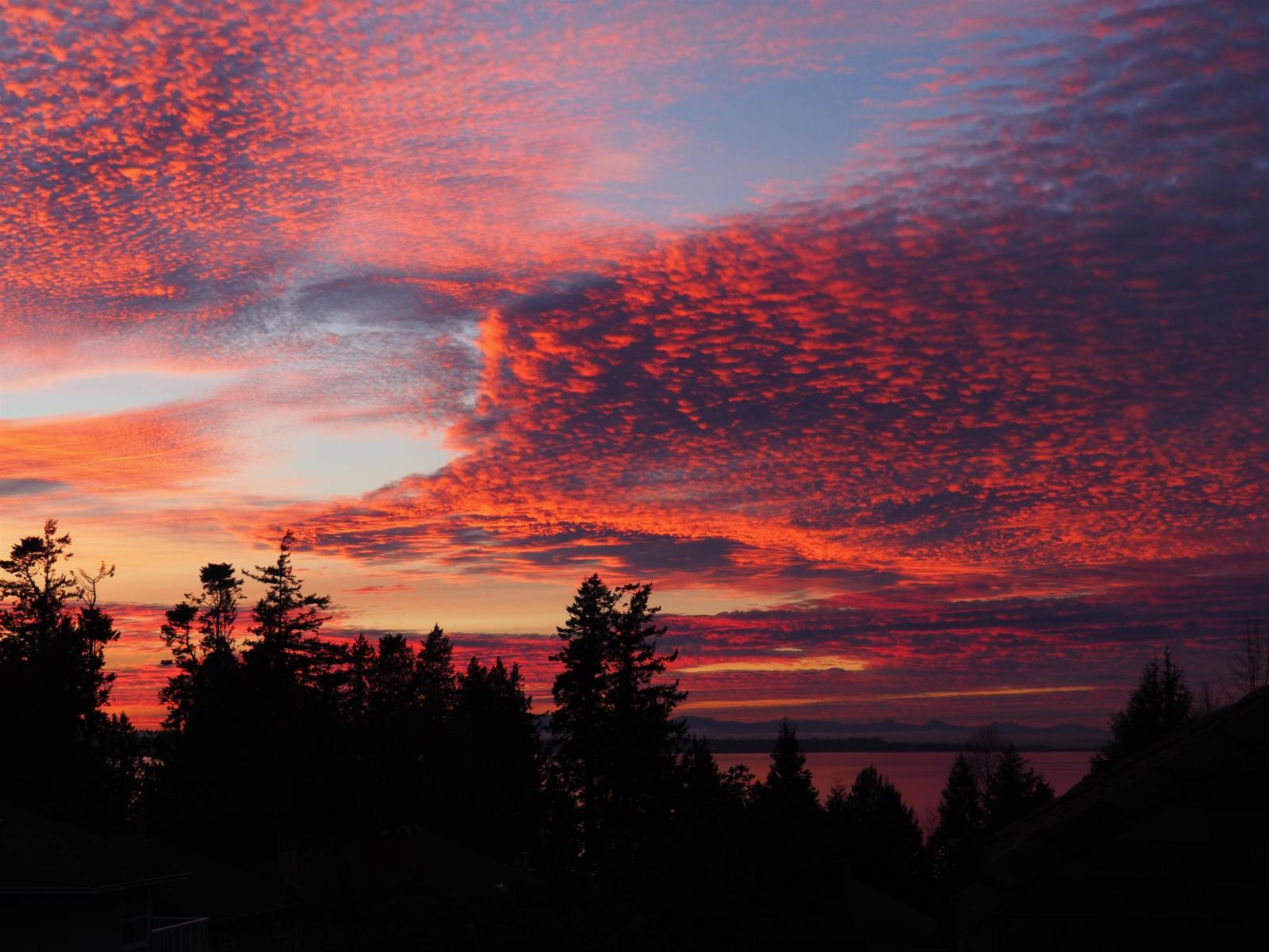 12708 17a Avenue, Surrey, British Columbia  V4A 9C6 - Photo 39 - R3106998