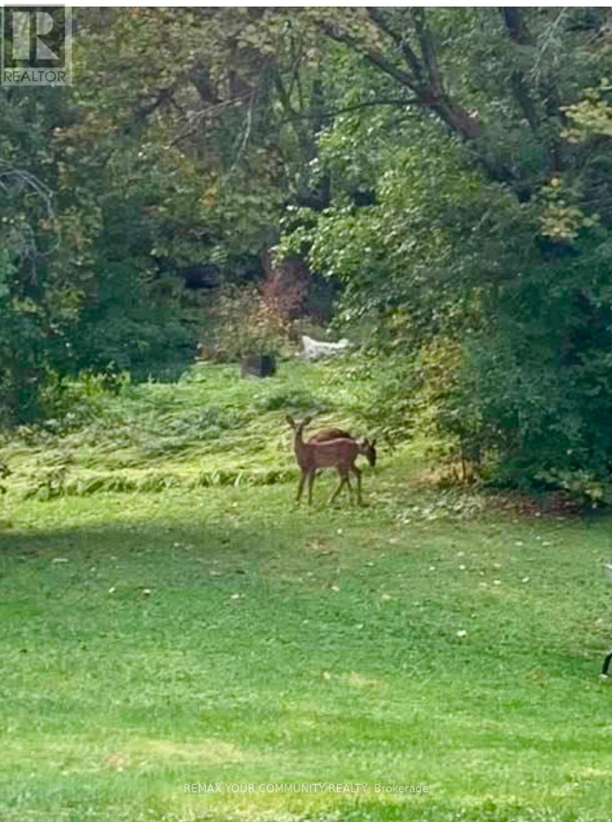 247 Harris Avenue, Richmond Hill, Ontario  L4E 3M3 - Photo 33 - N12759800