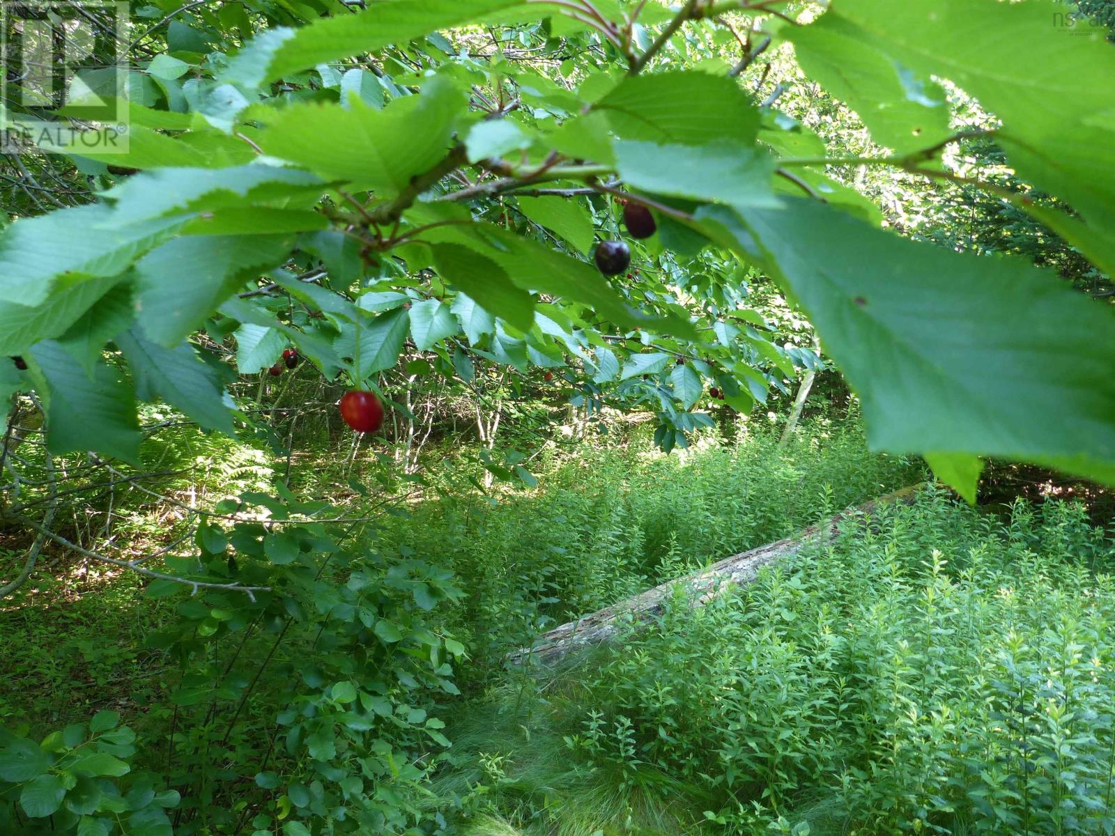 Lot 1 Highway 1, Clementsport, Nova Scotia  B0S 1E0 - Photo 6 - 202517987