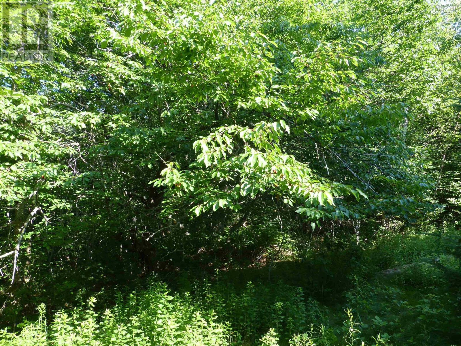 Lot 1 Highway 1, Clementsport, Nova Scotia  B0S 1E0 - Photo 7 - 202517987