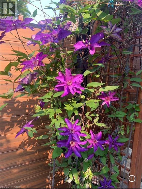 393 Nelson Street, Brantford, Ontario  N3S 4E6 - Photo 31 - 40823340