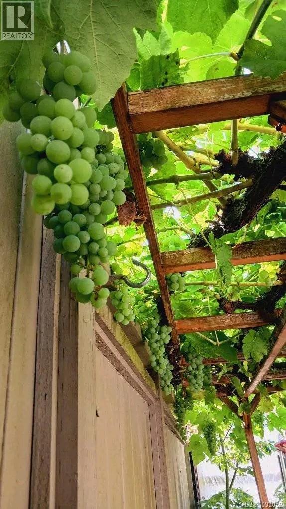 19 1741 Mckenzie Ave, Saanich, British Columbia  V8N 1A6 - Photo 30 - 1033052