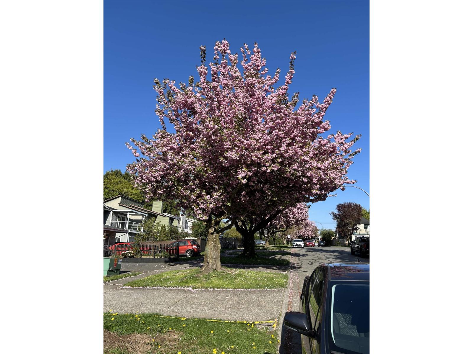 177 Springfield Drive, Langley, British Columbia  V4W 3K8 - Photo 4 - R3115445