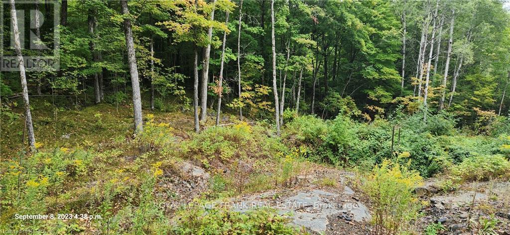 169 Northern Avenue, Trent Lakes, Ontario  K0M 1A0 - Photo 4 - X13043166