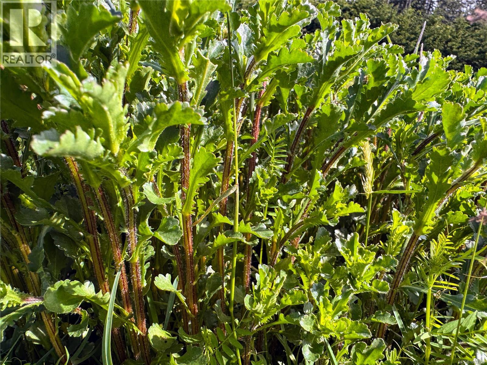 Lot B Rocky Point Rd, Metchosin, British Columbia  V9C 4G6 - Photo 18 - 1033226