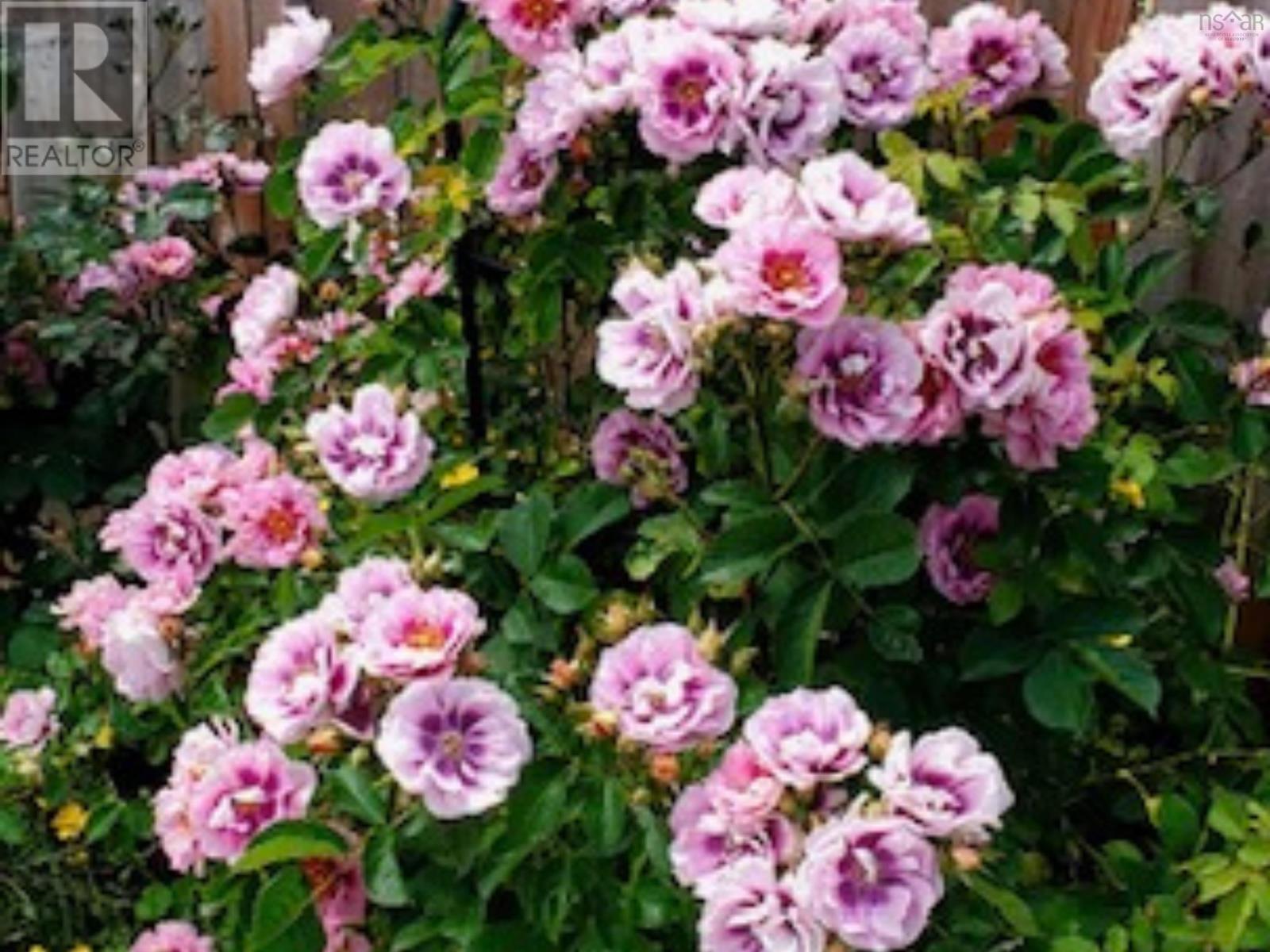 8 Wilson Avenue, Dartmouth, Nova Scotia  B2Y 2B3 - Photo 24 - 202608371