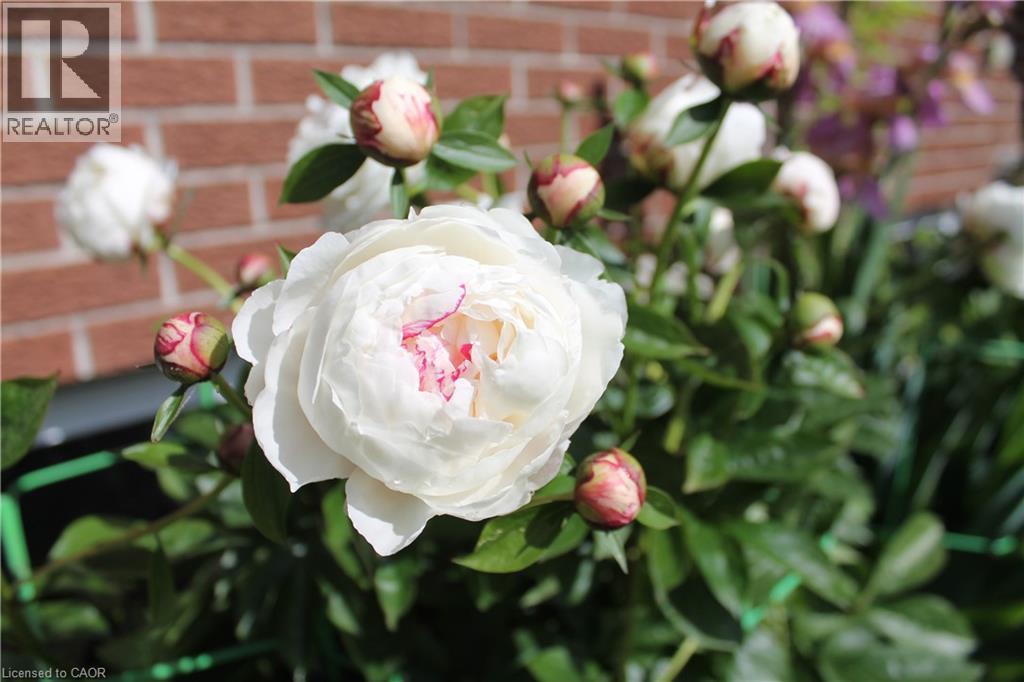 449 Greenfield Avenue, Kitchener, Ontario  N2C 1E9 - Photo 40 - 40814806