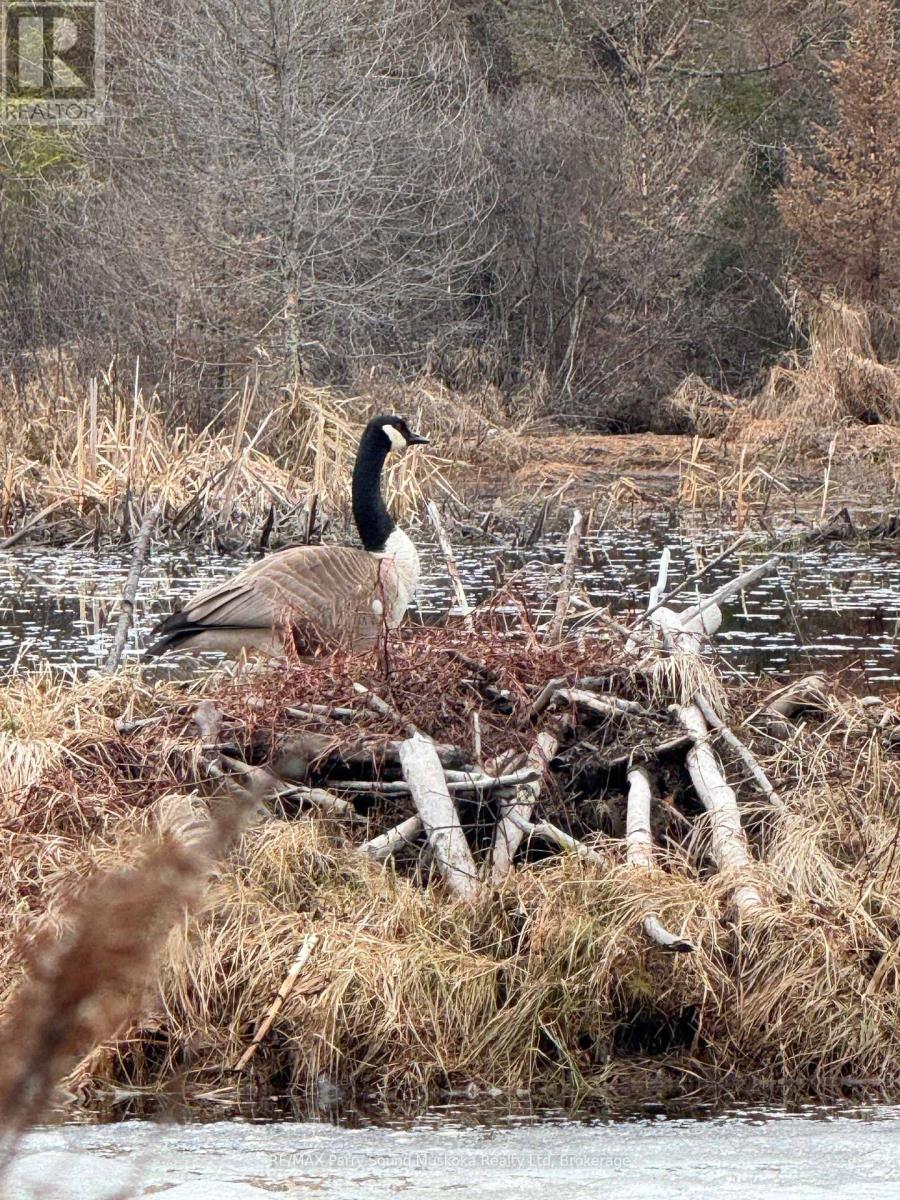 67 Pine Grove Road, Parry Sound Remote Area, Ontario  P0H 1S0 - Photo 5 - X12876644