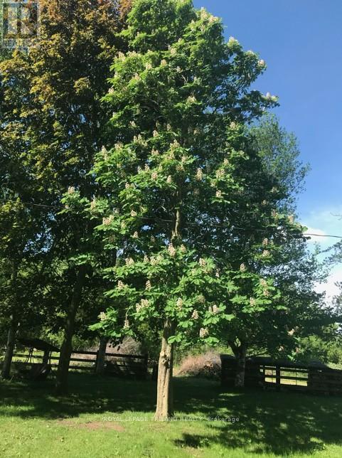 24909 Queens Line, West Elgin, Ontario  N0L 2P0 - Photo 29 - X13041916