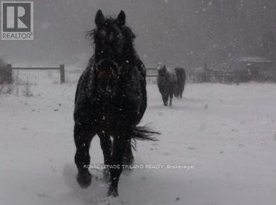 24909 Queens Line, West Elgin, Ontario  N0L 2P0 - Photo 29 - X13041916