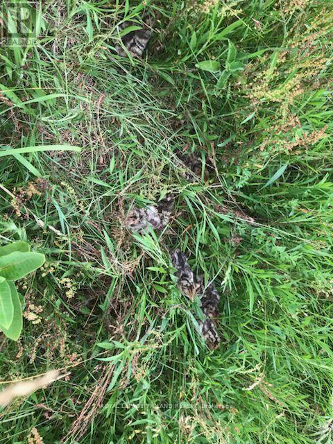 24909 Queens Line, West Elgin, Ontario  N0L 2P0 - Photo 37 - X13041916