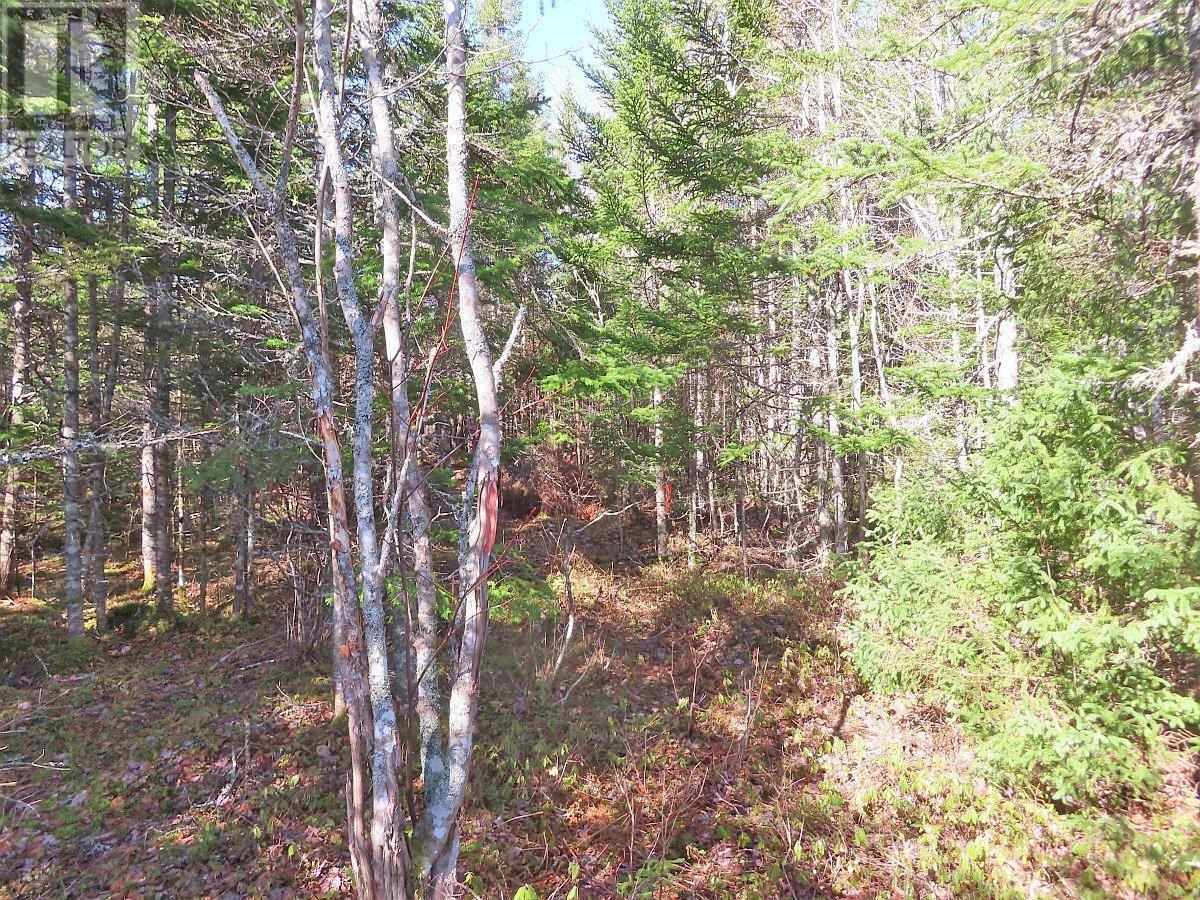 Lot5 Lower River Road, Grantville, Nova Scotia  B0E 1J0 - Photo 17 - 202403617
