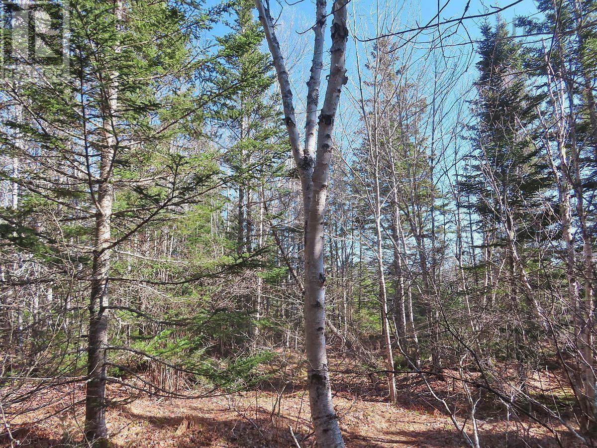 Lot5 Lower River Road, Grantville, Nova Scotia  B0E 1J0 - Photo 16 - 202403617