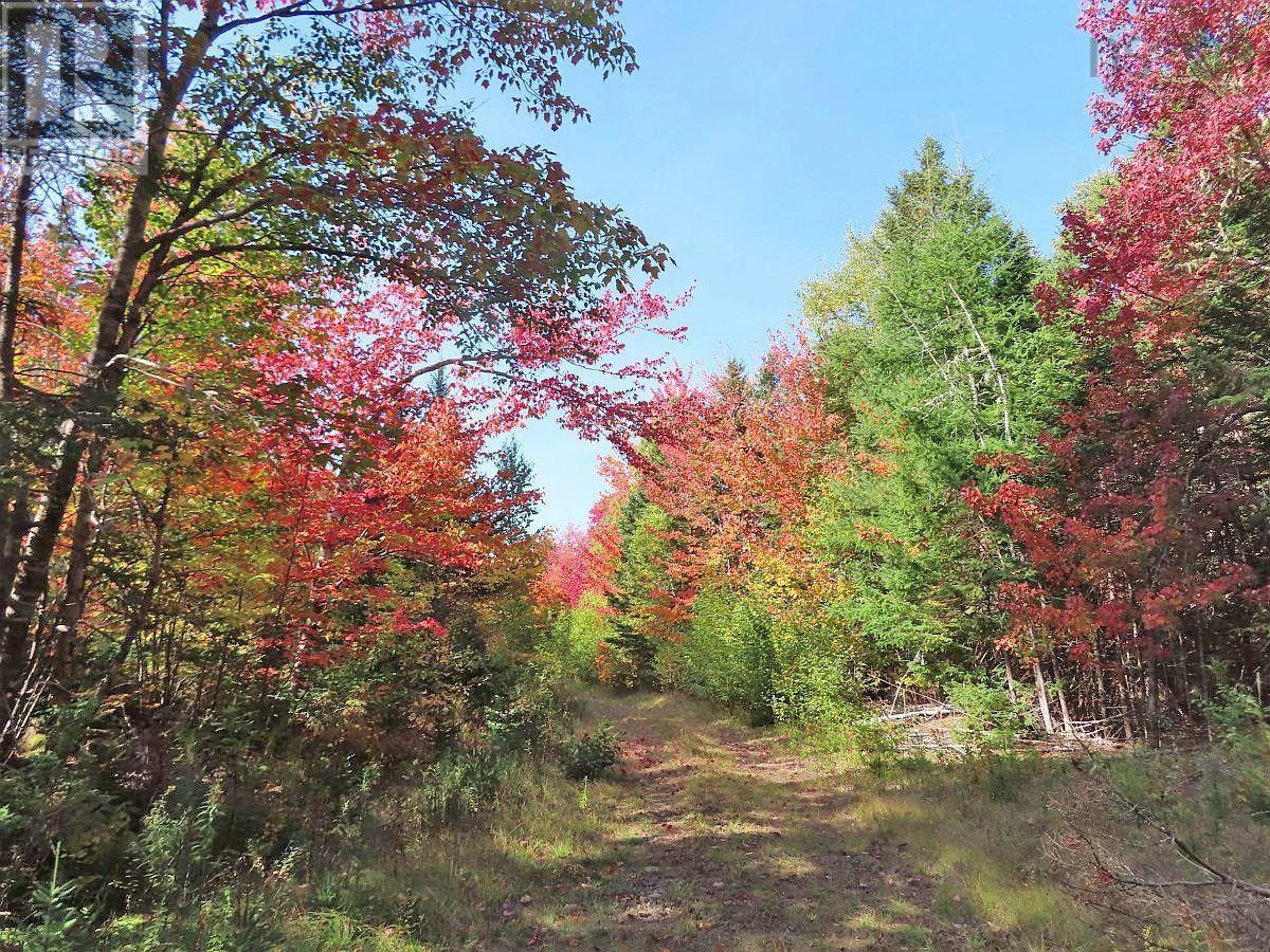 128.5 Acres West Side Road, West Side Country Harbour, Nova Scotia  B0H 1J0 - Photo 11 - 202608623