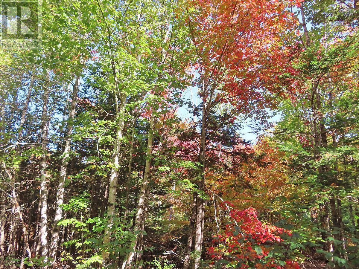 128.5 Acres West Side Road, West Side Country Harbour, Nova Scotia  B0H 1J0 - Photo 17 - 202608623